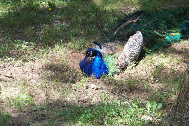 100_0857.JPG